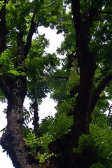 Syzygium borbonicum