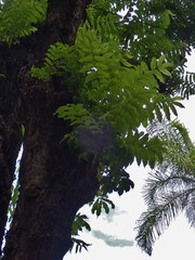 Syzygium borbonicum