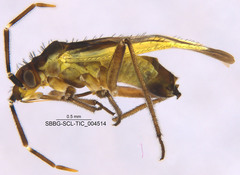 Macrotylus dorsalis