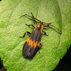 Lycidae