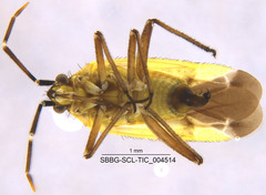 Macrotylus dorsalis