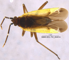 Macrotylus dorsalis