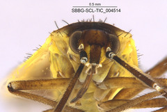 Macrotylus dorsalis