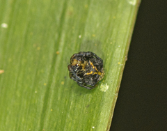 Arkys speechleyi