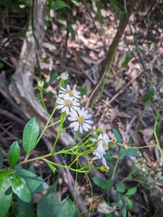 Olearia elliptica
