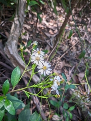 Olearia elliptica