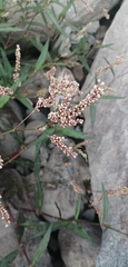 Persicaria