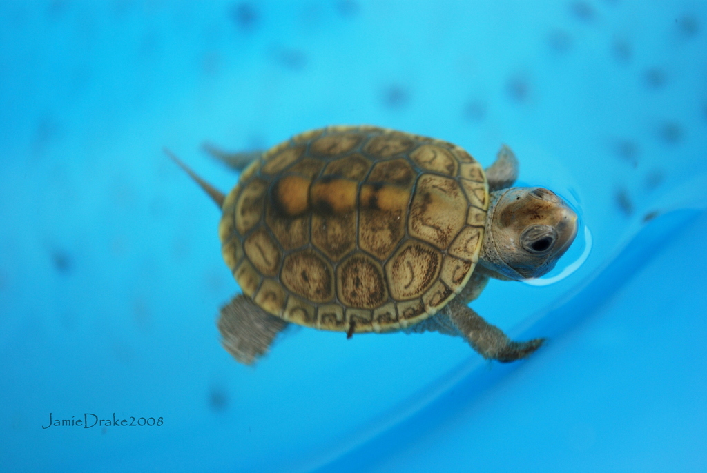 Eastern Florida Diamond-backed Terrapin