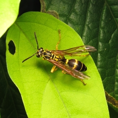 Agelaia multipicta