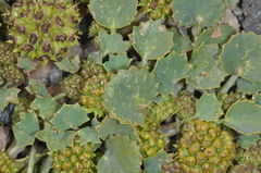 Pozoa volcanica