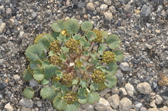 Pozoa volcanica