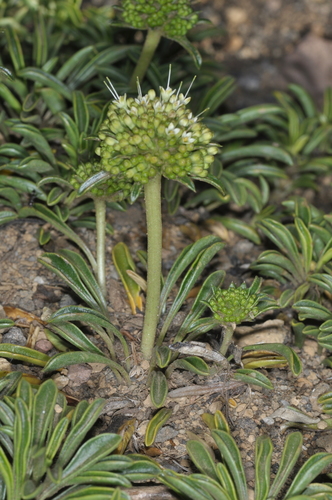 Gamocarpha alpina (Gamocarpha alpina)