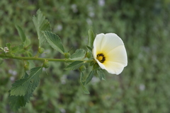 Turnera subulata