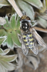 Austroscaeva occidentalis