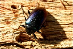 Chalcopteroides cyanopterus