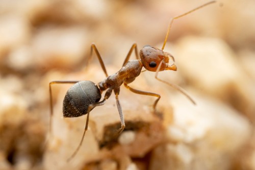 Yellow-headed Honeypot Ant