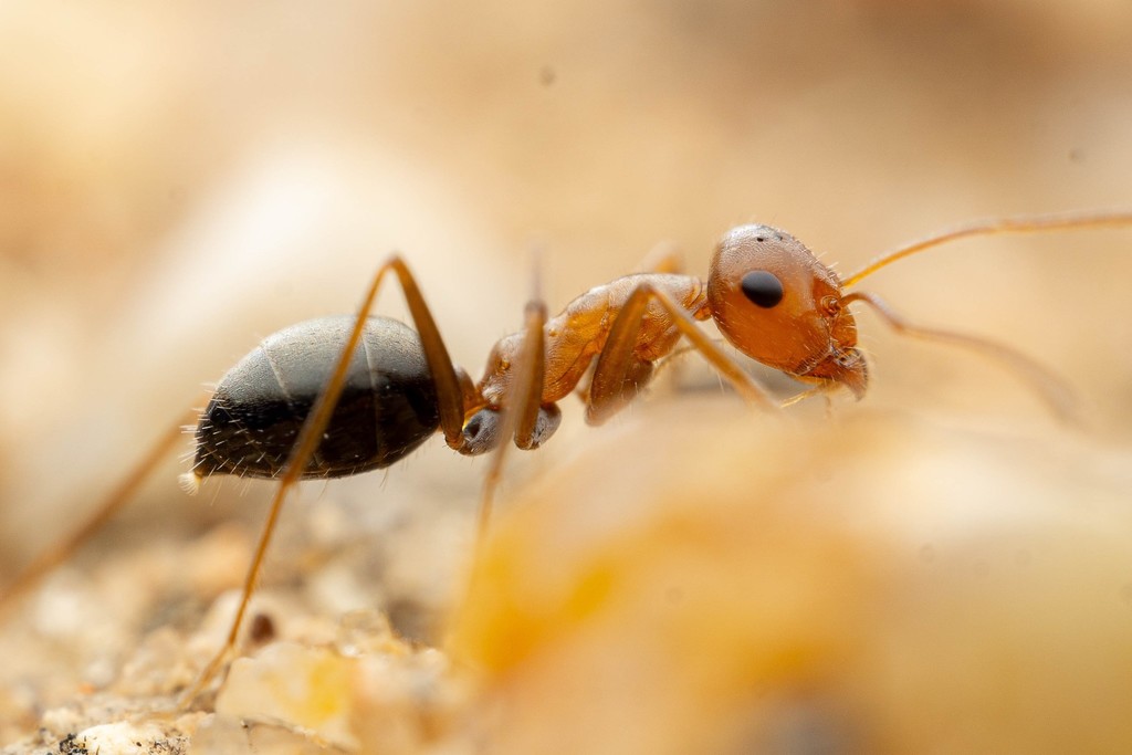 Yellow-headed Honeypot Ant