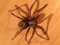 Uliodon albopunctatus