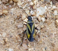 Plagiognathus moerens