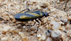 Plagiognathus moerens