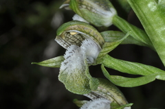 Chloraea cylindrostachya