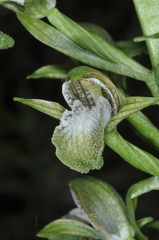 Chloraea cylindrostachya