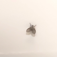 Clogmia albipunctata
