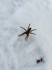 Dolomedes striatus