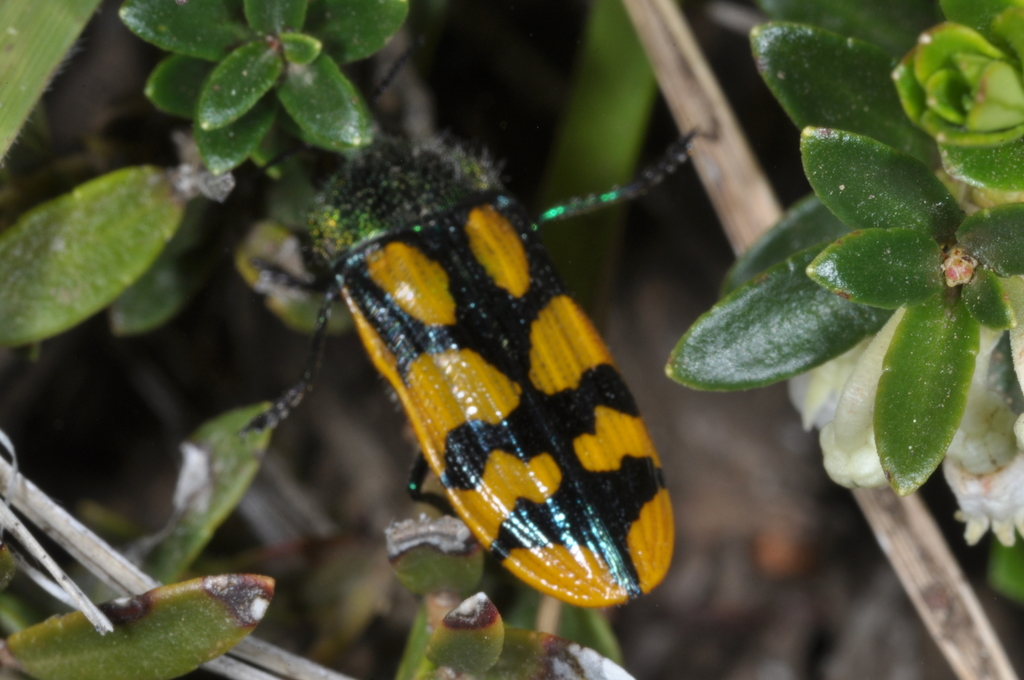 Conognatha viridiventris
