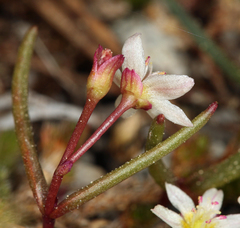 Lewisia triphylla