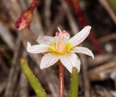 Lewisia triphylla