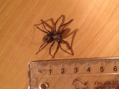 Uliodon albopunctatus