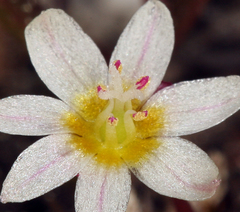 Lewisia triphylla