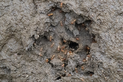 Trinervitermes trinervoides