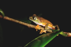 Hylomantis granulosa