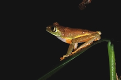 Hylomantis granulosa