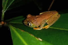 Hylomantis granulosa