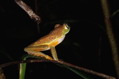 Hylomantis granulosa