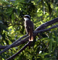 Pitangus sulphuratus