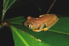 Hylomantis granulosa