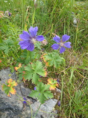 Geranium gymnocaulon
