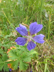 Geranium gymnocaulon