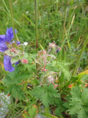 Geranium gymnocaulon