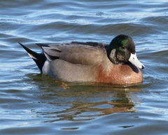 Anas platyrhynchos × Mareca americana
