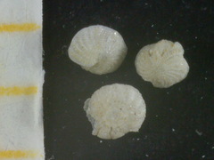 Elphidium
