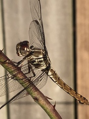 Orthemis ferruginea