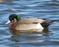 Anas platyrhynchos × Mareca americana