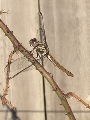 Orthemis ferruginea