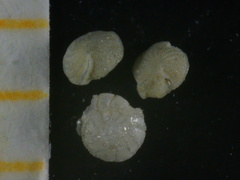 Elphidium