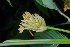 Goeppertia macrosepala